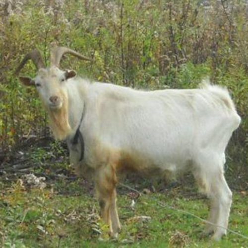 Finding a Billy Goat